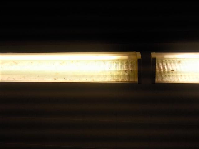Cubicle lights - with dead bugs still in